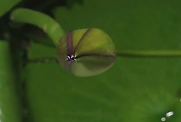 花朵轉(zhuǎn)場(chǎng)視頻素材素材下載
