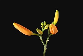 花朵視頻素材