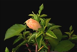 花兒轉(zhuǎn)場視頻素材