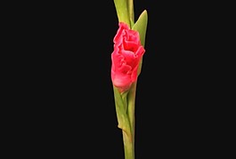 玫瑰花背景視頻素材