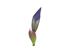 美麗的花朵素材下載