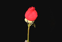 美麗的花朵模板下載