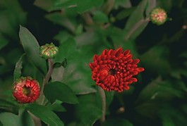 美麗的田園