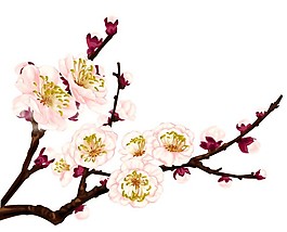 矢量梅花