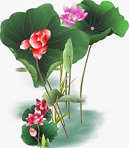 寫實荷花