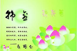 荷花包图片