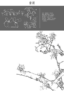 紫荊花工筆矢量圖