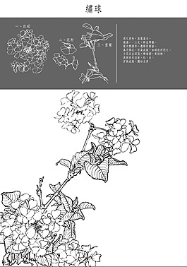 中國工筆花草矢量圖