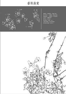 海棠花工筆矢量圖