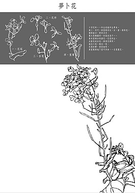 蘿卜花工筆矢量圖