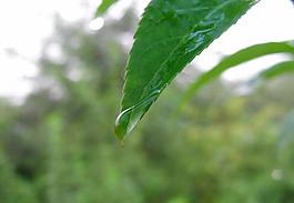 保護(hù)綠色節(jié)約用水圖片