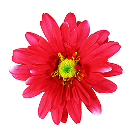 菊花素材