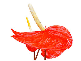 花朵素材