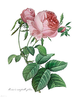 花朵素材