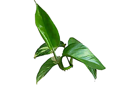 綠色素材