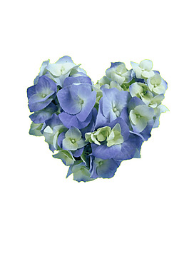 繡球花