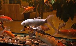 觀賞魚圖片