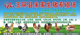 土雞廣告牌設計圖片