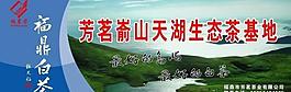 白茶 茶場大型廣告牌 福鼎白茶 縮略圖有壓縮圖片