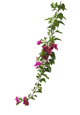 花朵素材