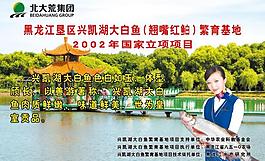 兴凯湖大白鱼图片