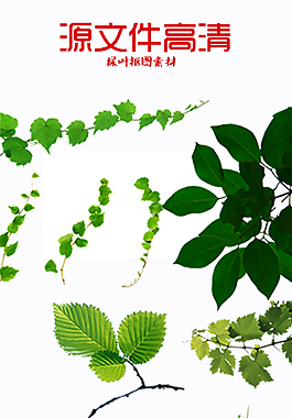 抠图素材绿叶子藤蔓抠图绿色植物抠好的素材