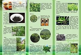 茶葉的簡述圖片