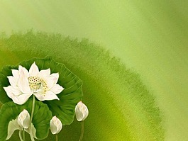 素雅禪意荷花環(huán)境圖