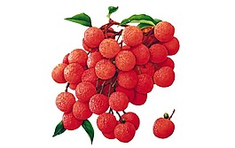 荔枝素材