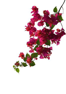 花朵素材