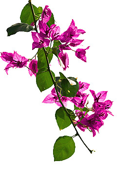 花朵素材