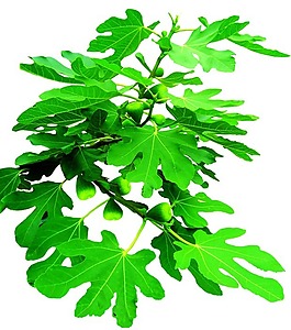 無花果