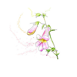 素描花朵