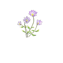 素描花朵素材