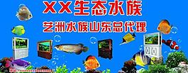 水族图片