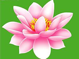 荷花圖片
