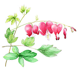 素描矢量花朵