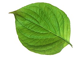 卵圓形綠色植物葉片素材
