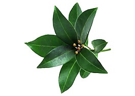 植物末梢葉片素材