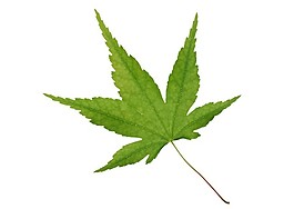 綠色的楓葉素材