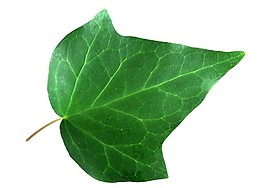 常春藤葉片素材