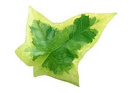 花葉常春藤葉片素材