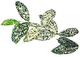一組植物葉片素材