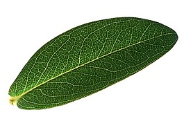 植物葉片素材