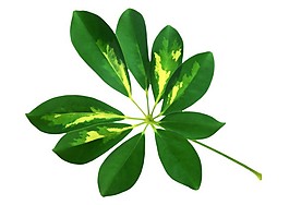 鵝掌柴葉片素材