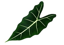 非常漂亮的室內(nèi)植物葉片