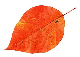 卵圓形紅葉素材