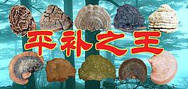 靈芝圖片