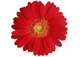 紅色花朵