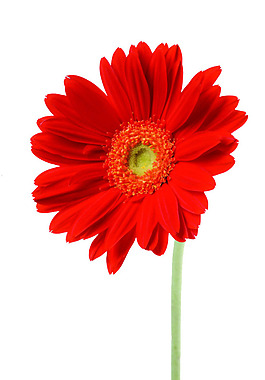 紅色花朵
